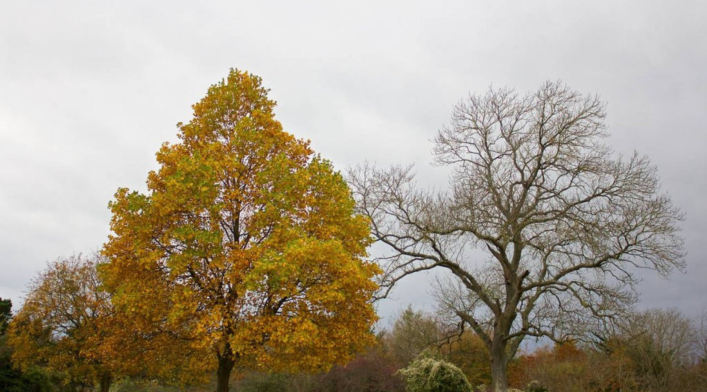 Urna pretium elit mauris cursus Curabitur